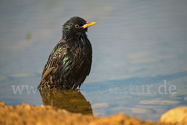 Star (Sturnus vulgaris)