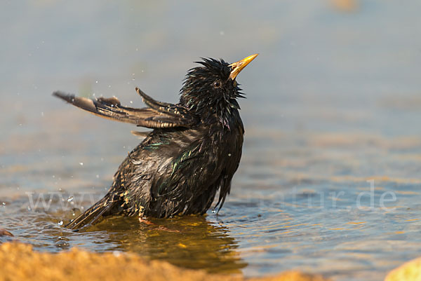 Star (Sturnus vulgaris)