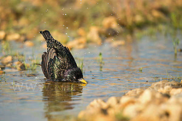 Star (Sturnus vulgaris)