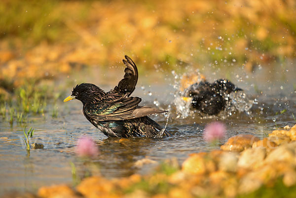 Star (Sturnus vulgaris)