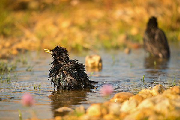 Star (Sturnus vulgaris)