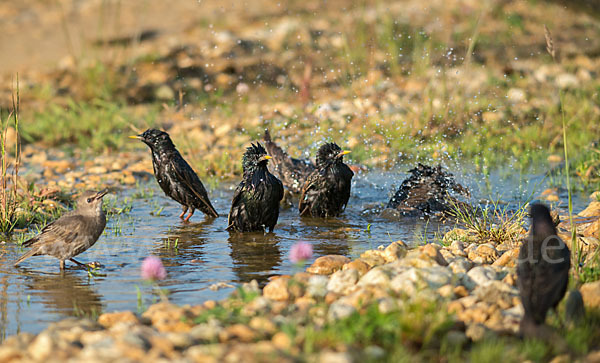 Star (Sturnus vulgaris)