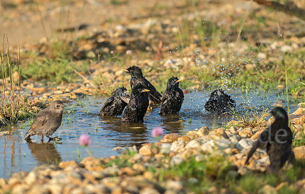 Star (Sturnus vulgaris)