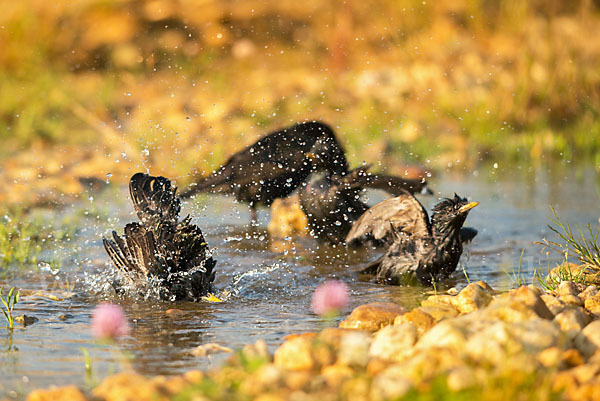 Star (Sturnus vulgaris)