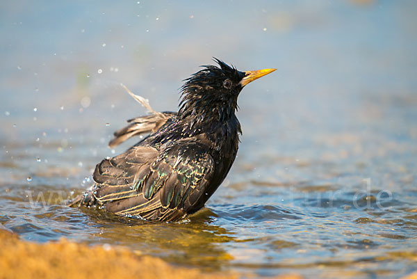 Star (Sturnus vulgaris)