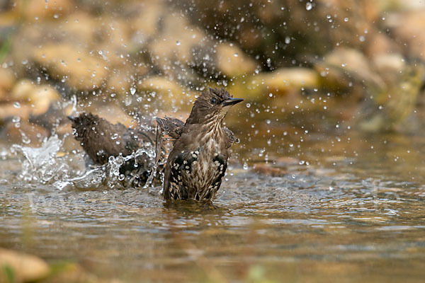 Star (Sturnus vulgaris)