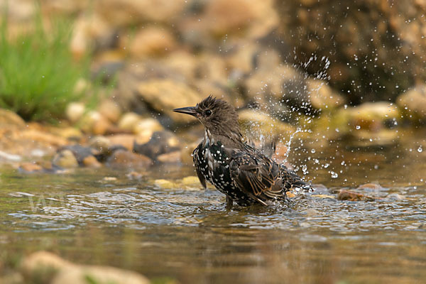 Star (Sturnus vulgaris)