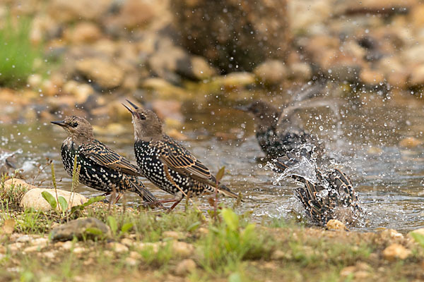 Star (Sturnus vulgaris)