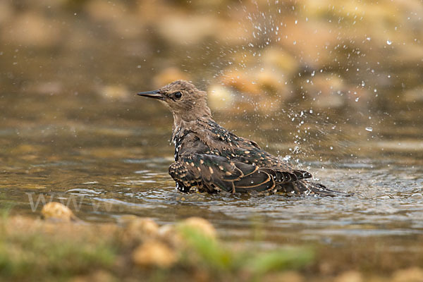 Star (Sturnus vulgaris)