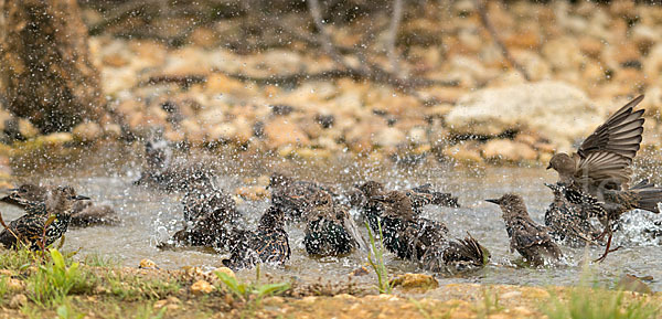 Star (Sturnus vulgaris)