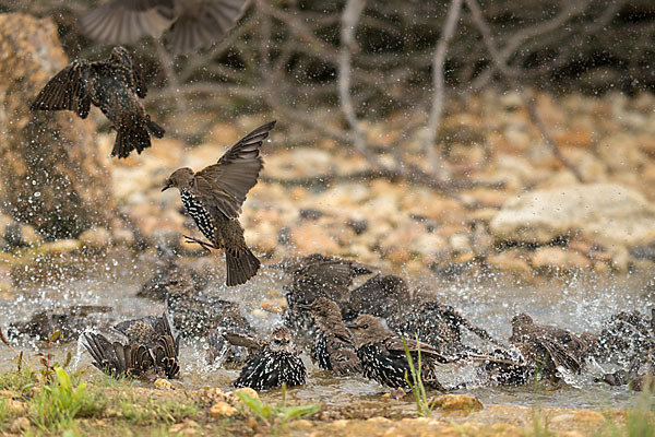 Star (Sturnus vulgaris)