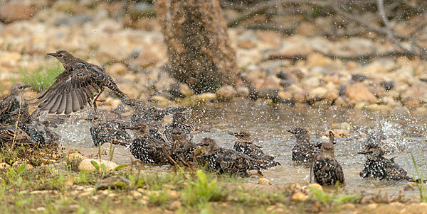 Star (Sturnus vulgaris)