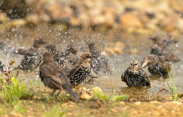 Star (Sturnus vulgaris)