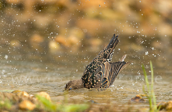 Star (Sturnus vulgaris)