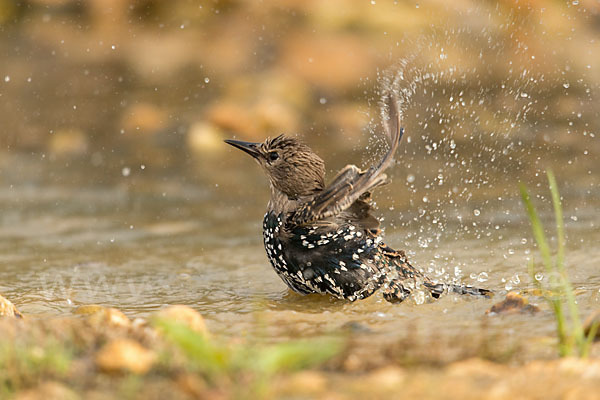 Star (Sturnus vulgaris)