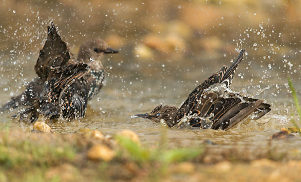 Star (Sturnus vulgaris)