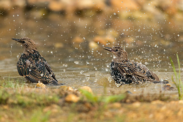 Star (Sturnus vulgaris)