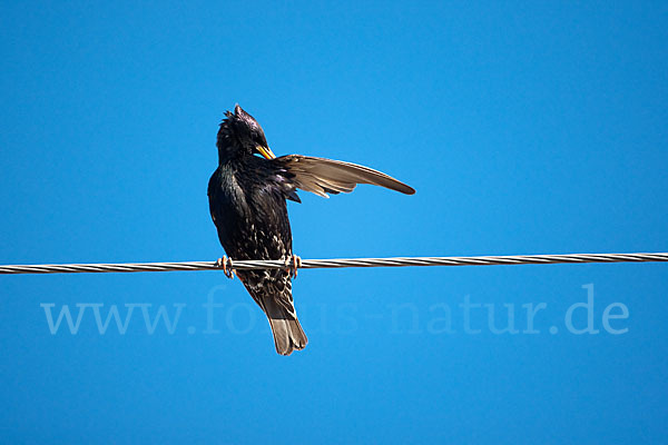 Star (Sturnus vulgaris)