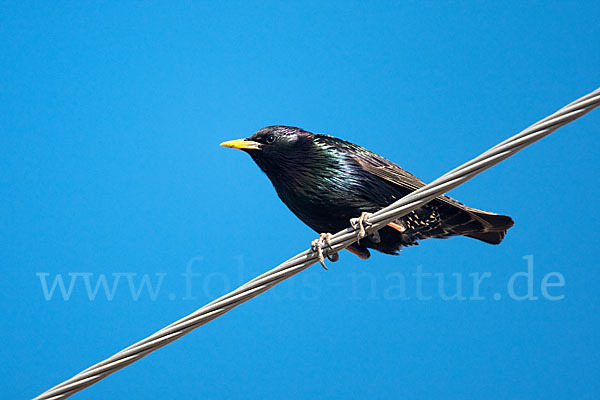 Star (Sturnus vulgaris)