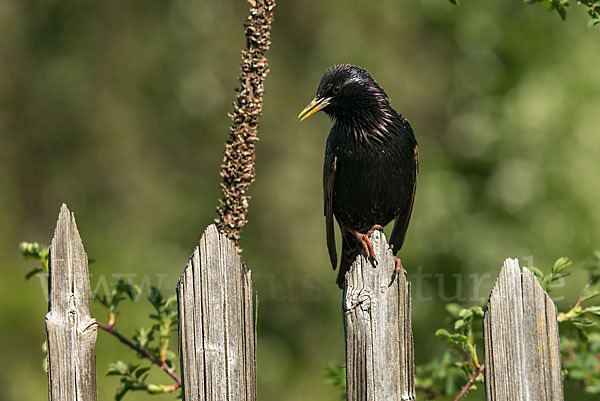 Star (Sturnus vulgaris)