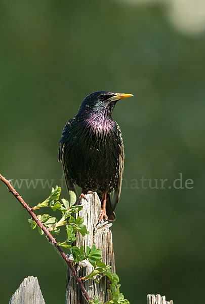 Star (Sturnus vulgaris)