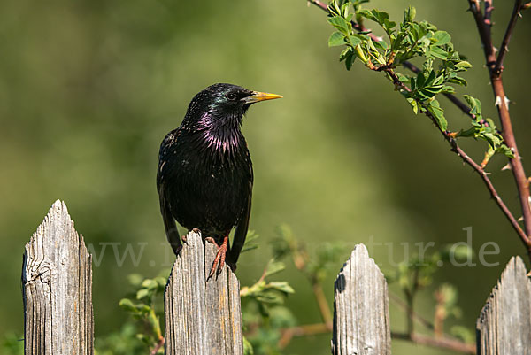 Star (Sturnus vulgaris)