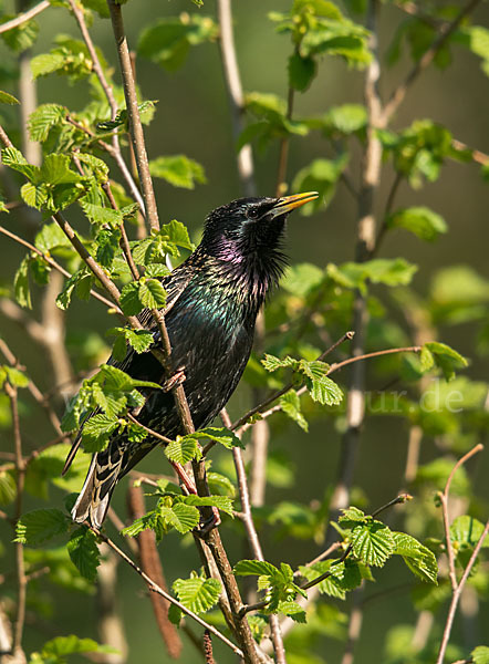 Star (Sturnus vulgaris)