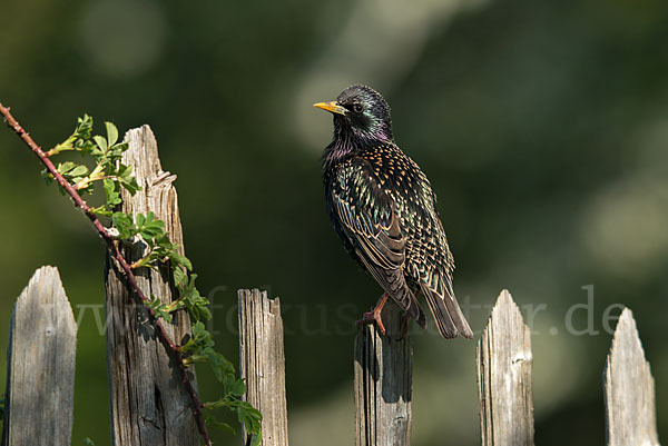 Star (Sturnus vulgaris)