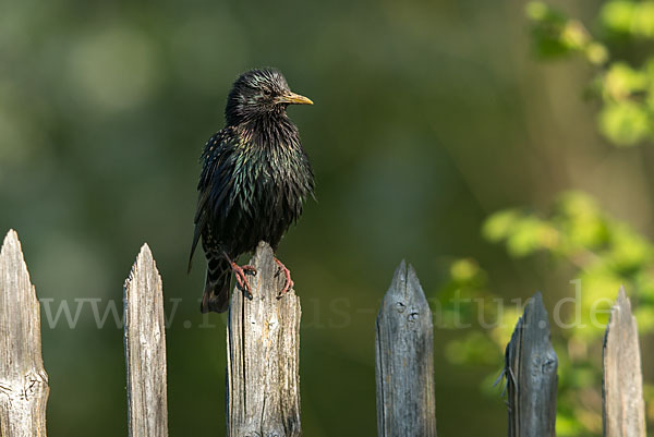 Star (Sturnus vulgaris)