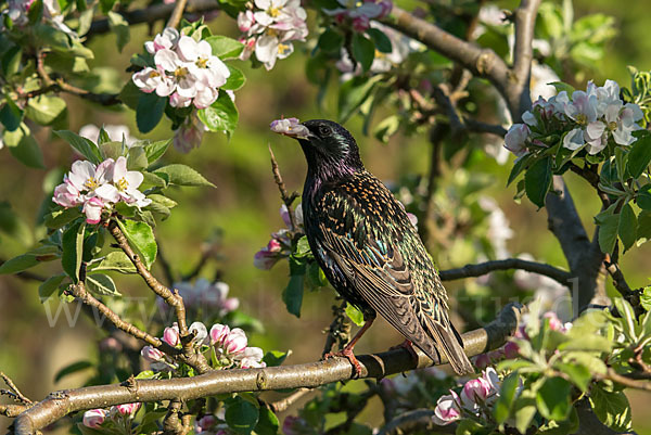 Star (Sturnus vulgaris)