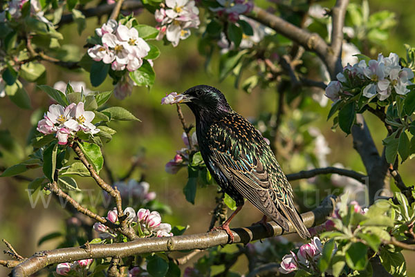 Star (Sturnus vulgaris)