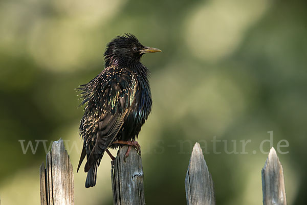 Star (Sturnus vulgaris)