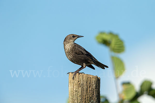 Star (Sturnus vulgaris)