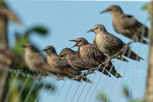 Star (Sturnus vulgaris)