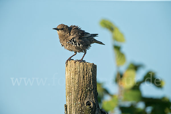 Star (Sturnus vulgaris)