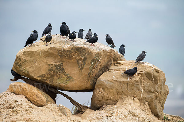 Star (Sturnus vulgaris)