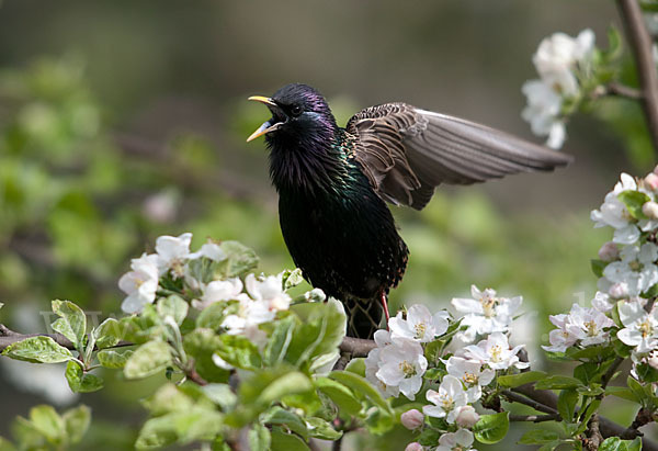 Star (Sturnus vulgaris)