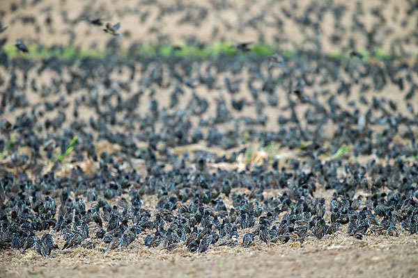 Star (Sturnus vulgaris)