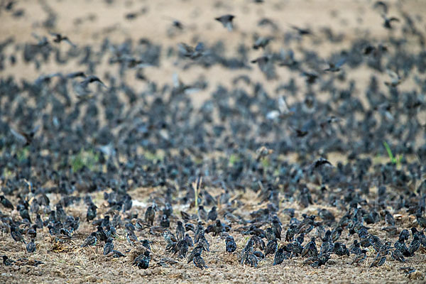 Star (Sturnus vulgaris)