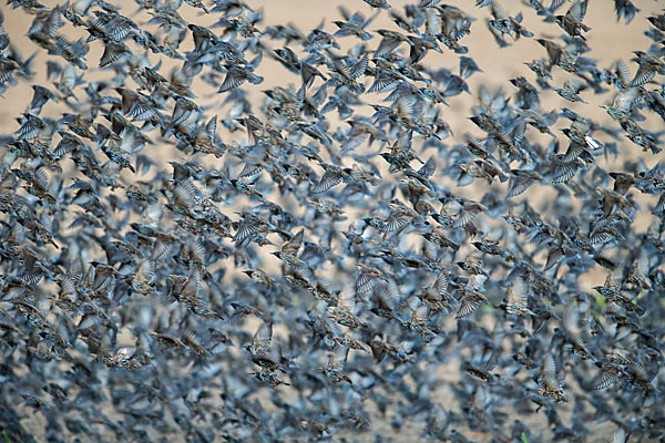 Star (Sturnus vulgaris)