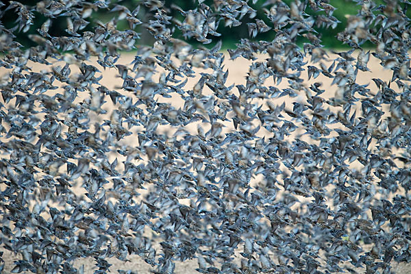 Star (Sturnus vulgaris)