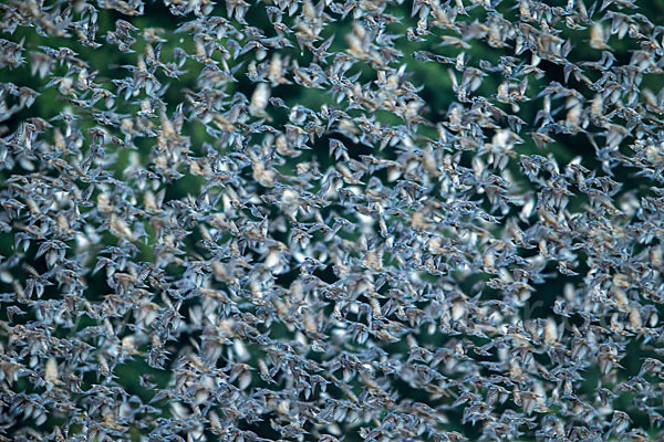 Star (Sturnus vulgaris)