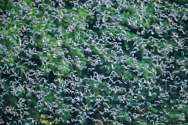 Star (Sturnus vulgaris)