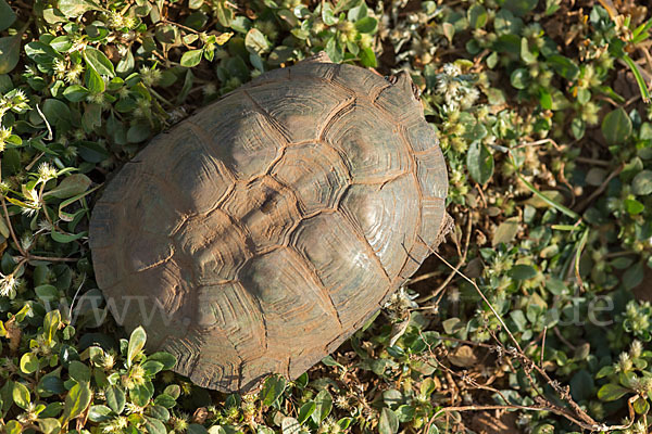 Starrbrust-Pelomeduse (Pelomedusa subrufa)