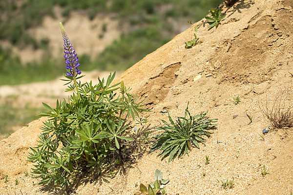 Stauden-Lupine (Lupinus polyphyllus)