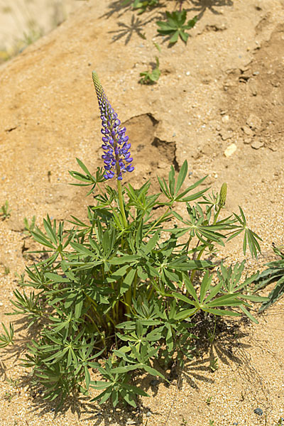 Stauden-Lupine (Lupinus polyphyllus)