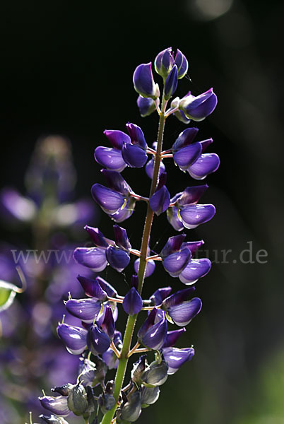 Stauden-Lupine (Lupinus polyphyllus)