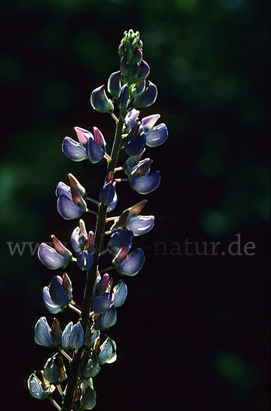 Stauden-Lupine (Lupinus polyphyllus)