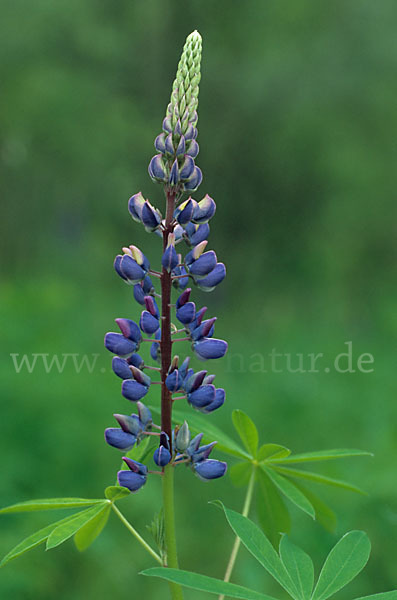 Stauden-Lupine (Lupinus polyphyllus)