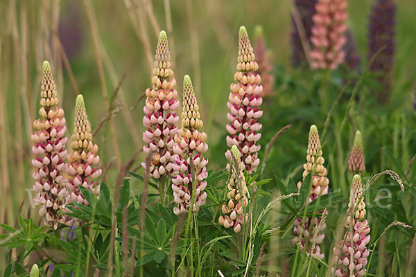 Stauden-Lupine (Lupinus polyphyllus)